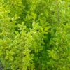 Ptačí zob zlatý - Ligustrum ovalifolium ´Aureum´, 80-100 cm - Image 5
