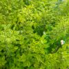 Ptačí zob zlatý - Ligustrum ovalifolium ´Aureum´, 80-100 cm - Image 4