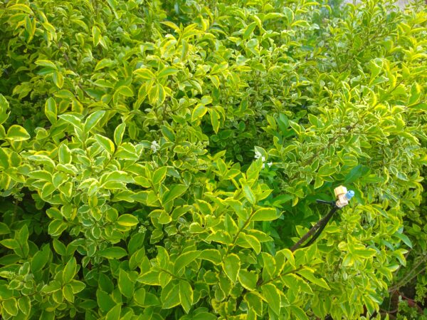 Ptačí zob zlatý - Ligustrum ovalifolium ´Aureum´, 80-100 cm