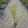 Ptačí zob zlatý - Ligustrum ovalifolium ´Aureum´, 80-100 cm - Image 3