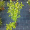 Ptačí zob zlatý - Ligustrum ovalifolium ´Aureum´, 80-100 cm - Image 2