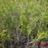 Ptačí zob - Ligustrum vulgare ´Lodense´, 70-90 cm - Image 4