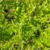 Ptačí zob - Ligustrum vulgare ´Lodense´, 70-90 cm - Image 3