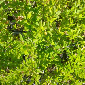 Ptačí zob - Ligustrum vulgare ´Lodense´, 70-90 cm