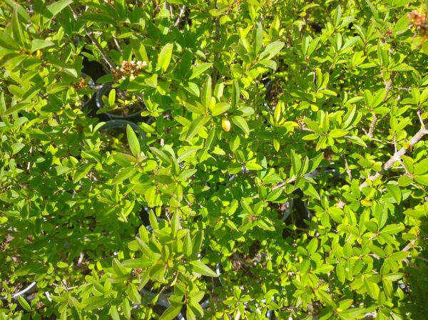 Ptačí zob - Ligustrum vulgare ´Lodense´, 70-90 cm
