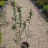 Ptačí zob - Ligustrum vulgare ´Lodense´, 70-90 cm - Image 2