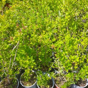 Ptačí zob - Ligustrum vulgare, 50-80 cm