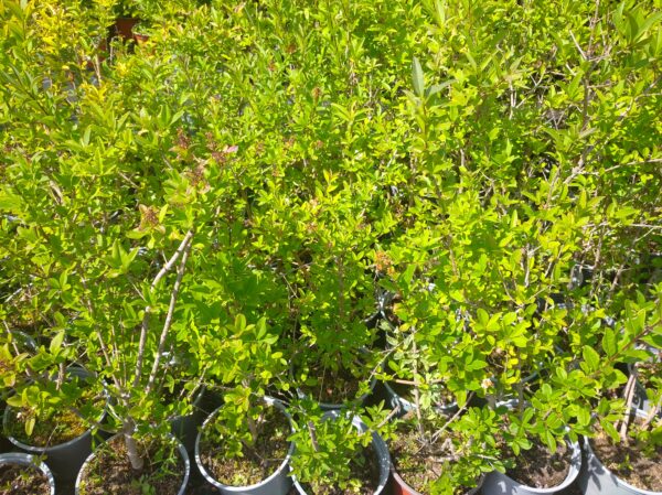 Ptačí zob - Ligustrum vulgare, 50-80 cm