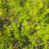 Ptačí zob - Ligustrum vulgare, 50-80 cm - Image 3