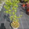 Ptačí zob - Ligustrum vulgare, 50-80 cm - Image 2
