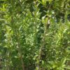 Ptačí zob - Ligustrum vulgare, 40-50 cm - Image 4