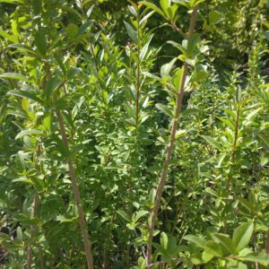 Ptačí zob - Ligustrum vulgare, 40-50 cm