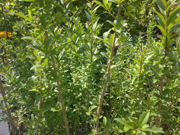 Ptačí zob - Ligustrum vulgare, 40-50 cm