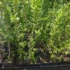Ptačí zob - Ligustrum vulgare, 40-50 cm - Image 3
