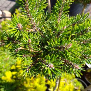 Borovice kleč - Pinus mugo ´Humpy´
