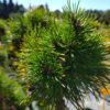 Borovice pyrenejská - pinus uncinata ´Grune Welle´ - Image 2