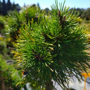 Borovice pyrenejská - pinus uncinata ´Grune Welle´