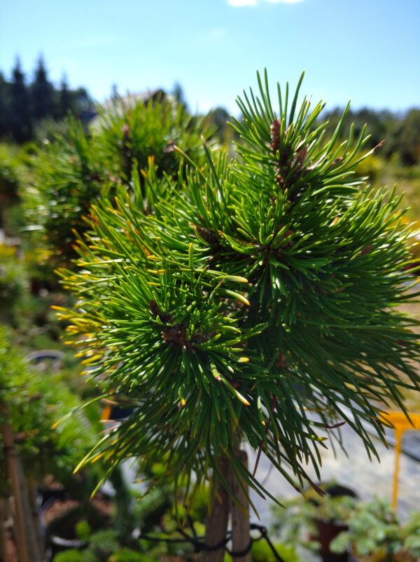 Borovice pyrenejská - pinus uncinata ´Grune Welle´