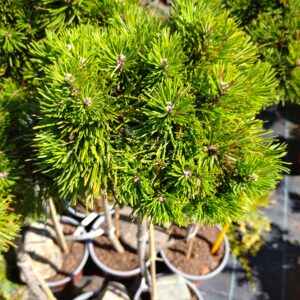 Borovice pyrenejská - Pinus uncinata ´Hnízdo´