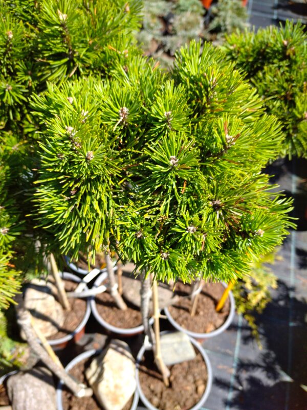 Borovice pyrenejská - Pinus uncinata ´Hnízdo´