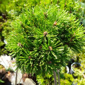 Borovice kleč - Pinus mugo ´Borkovice 7 WB´