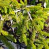 Smrk ztepilý - Picea abies ´Inversa´ - Image 3