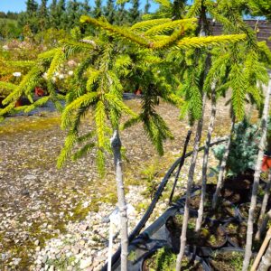 Smrk ztepilý - Picea abies ´Inversa´