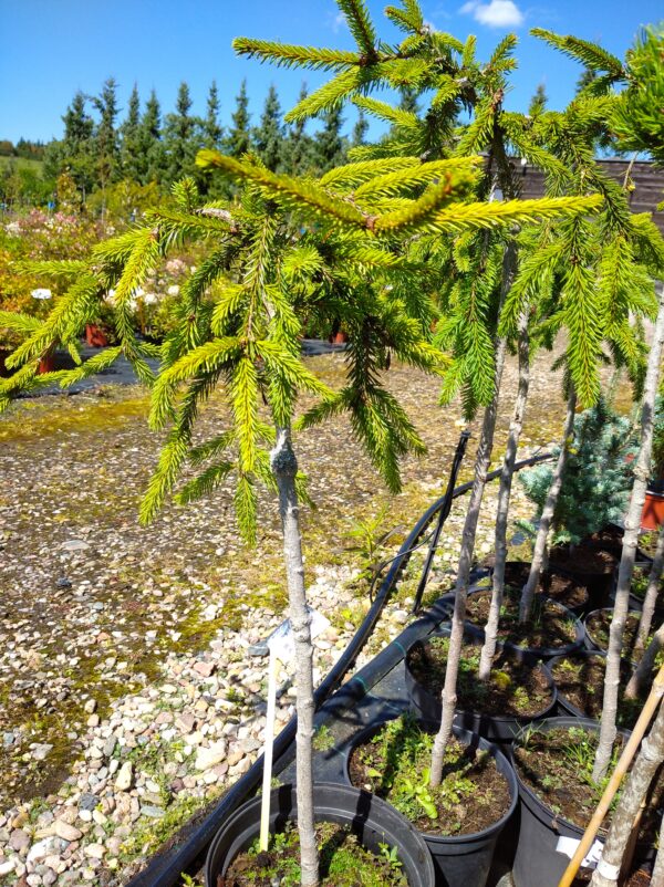 Smrk ztepilý - Picea abies ´Inversa´