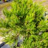 Borovice Bungeova - Pinus bungeana ´Diamant´ - Image 3