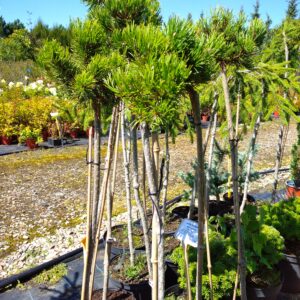 Borovice Bungeova - Pinus bungeana ´Diamant´
