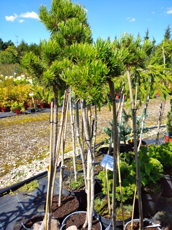 Borovice Bungeova - Pinus bungeana ´Diamant´