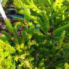 Smrk východní - Picea orientalis ´Horstman´ - Image 2