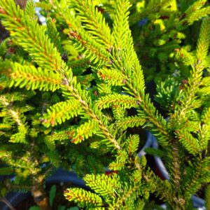 Smrk východní - Picea orientalis ´Horstman´