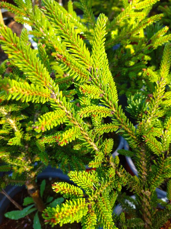 Smrk východní - Picea orientalis ´Horstman´