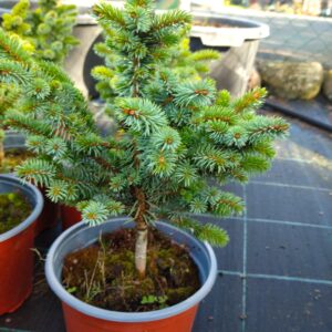 Smrk sitka - Picea sitchensis ´Peter´