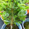 Smrk sitka - Picea sitchensis ´Peter´ - Image 2