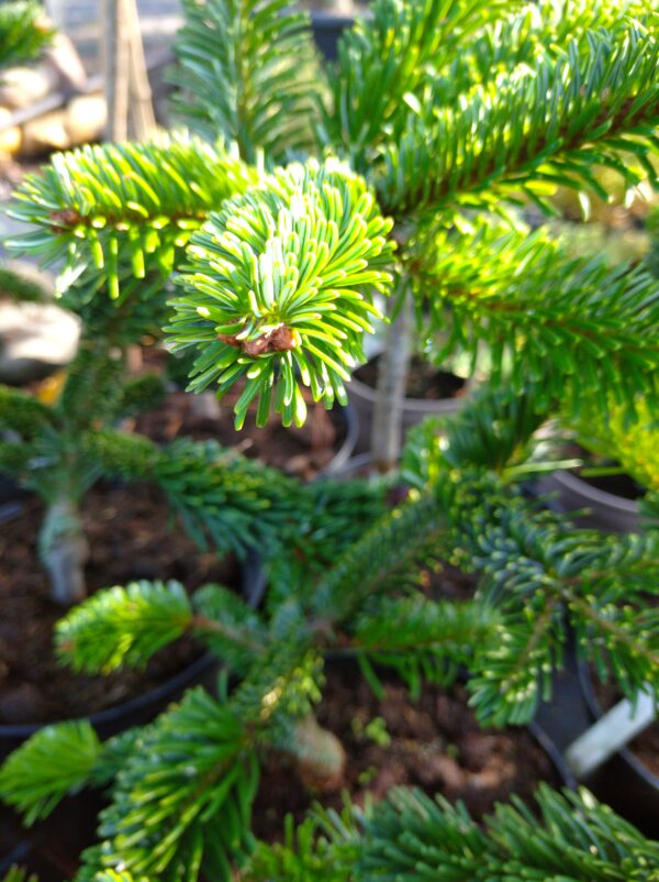 Jedle kavkazská - Abies nordmanniana ´Robusta´