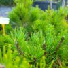 Borovice lesní - Pinus sylvestris ´Miba´ - Image 2