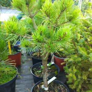 Borovice lesní - Pinus sylvestris ´Miba´