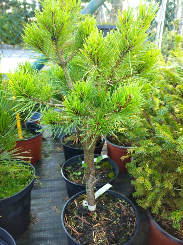 Borovice lesní - Pinus sylvestris ´Miba´