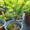 Smrk ztepilý - Picea abies ´Compacta´ - Image 2
