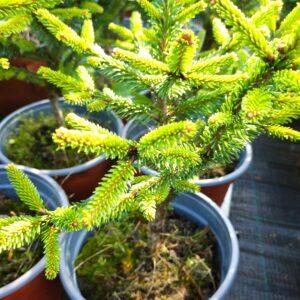 Smrk ztepilý - Picea abies ´Compacta´