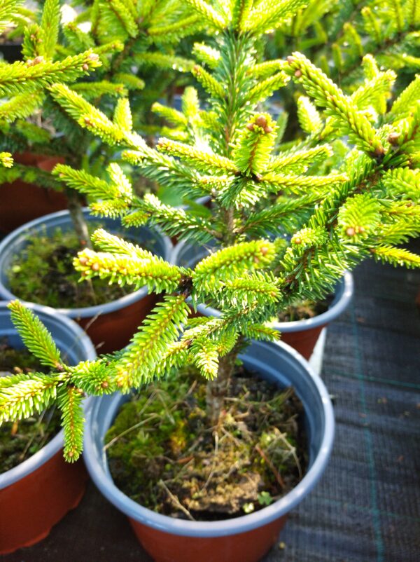 Smrk ztepilý - Picea abies ´Compacta´