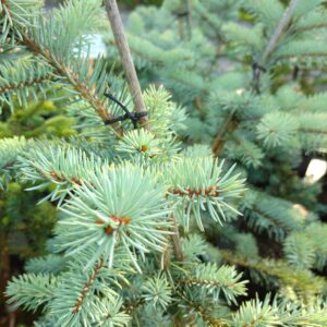 Smrk pichlavý - Picea pungens ´Edith´