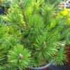 Borovice kleč - pinus mugo ´Mops´ - Image 2