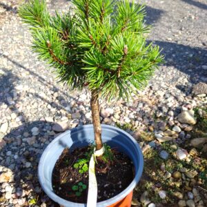 Borovice kleč - pinus mugo ´Mops´