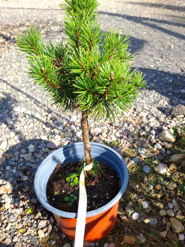 Borovice kleč - pinus mugo ´Mops´