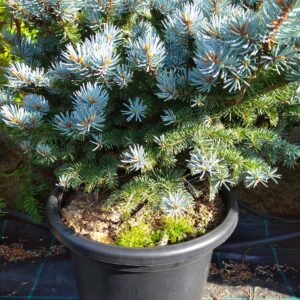 Smrk pichlavý - picea pungens ´Globosa Argentea´