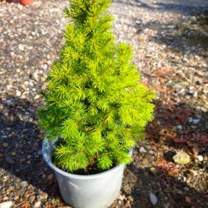 Smrk sivý - Picea glauca ´Conica´