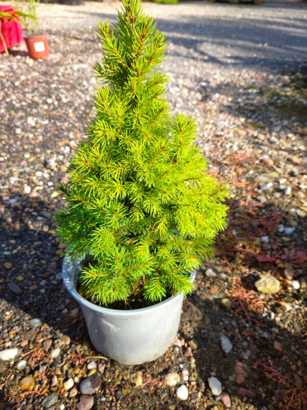 Smrk sivý - Picea glauca ´Conica´